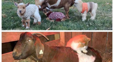 Proč je lepší krmit kozu po jehnici pro zvýšení mléka, sestavení jídelníčku